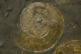 Fossil Ammonite Cluster - Posidonia Shale, Germany #377999-2